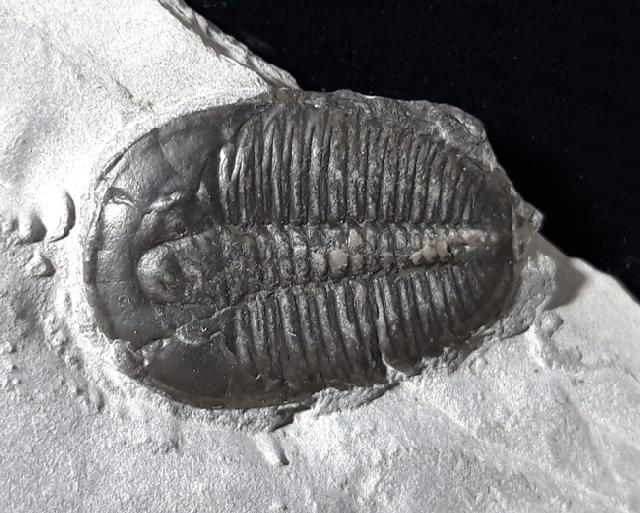 Elrathia kingii (MEEK 1870)  - Bild &copy; FossNet FossilienStore